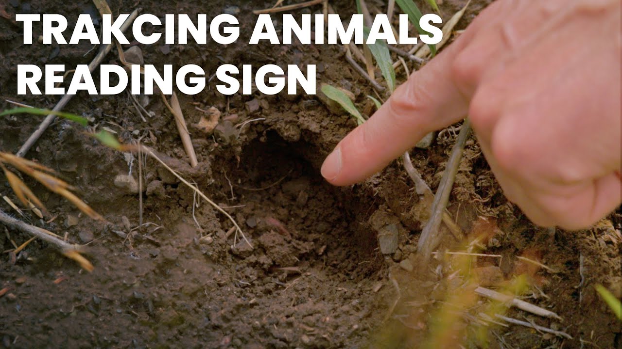 Tracking Animals & Reading Sign When Hunting