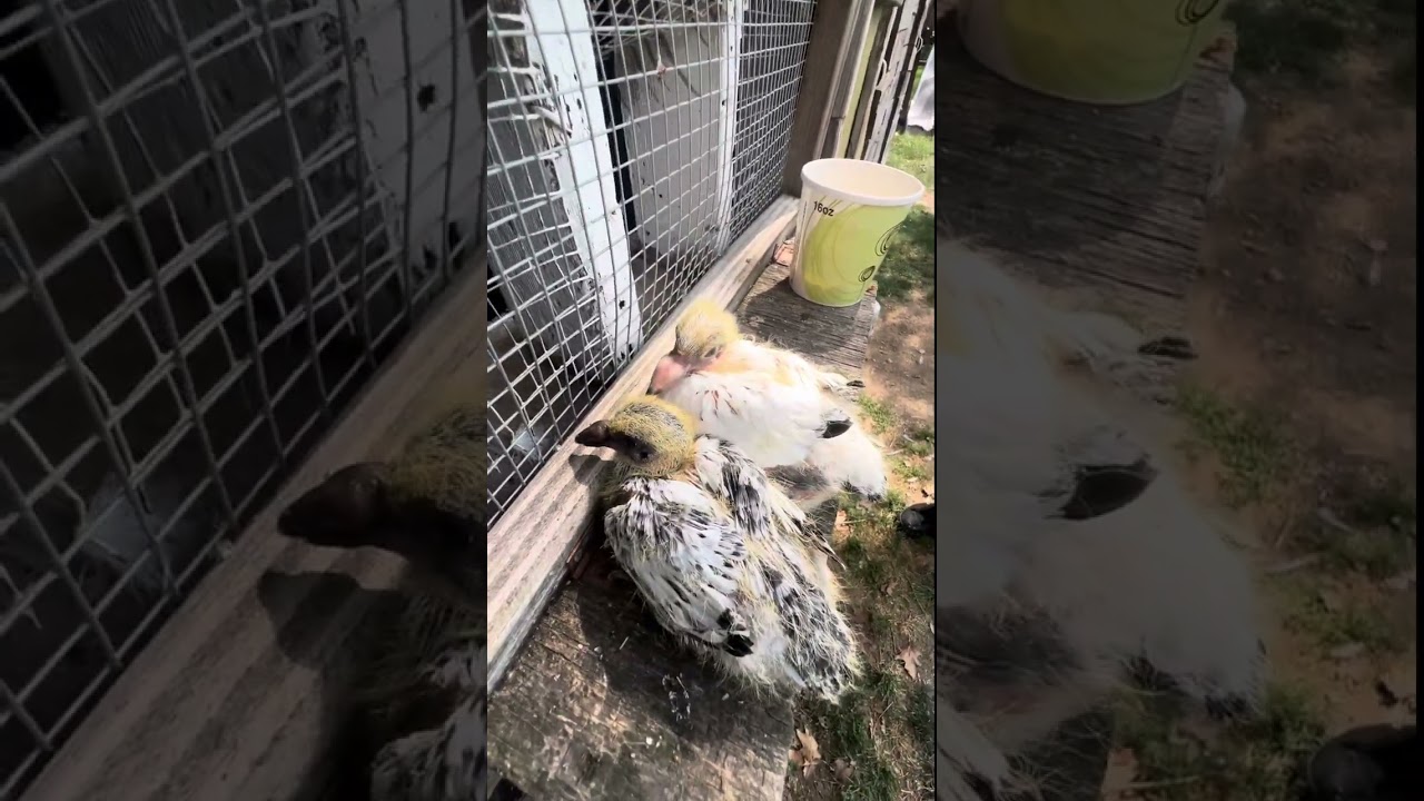 Boosting The Pigeons Immune System With Garlic #pigeon #homingpigeons #training