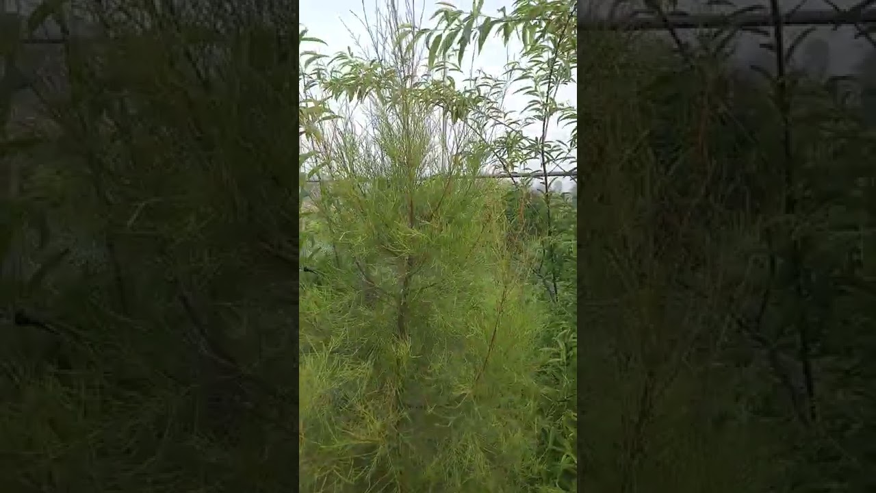 Tamarix aphylla - Khagal - Frash - Amazing Farm - Engineer Ka Bagh #gardening #nature #farmhouse