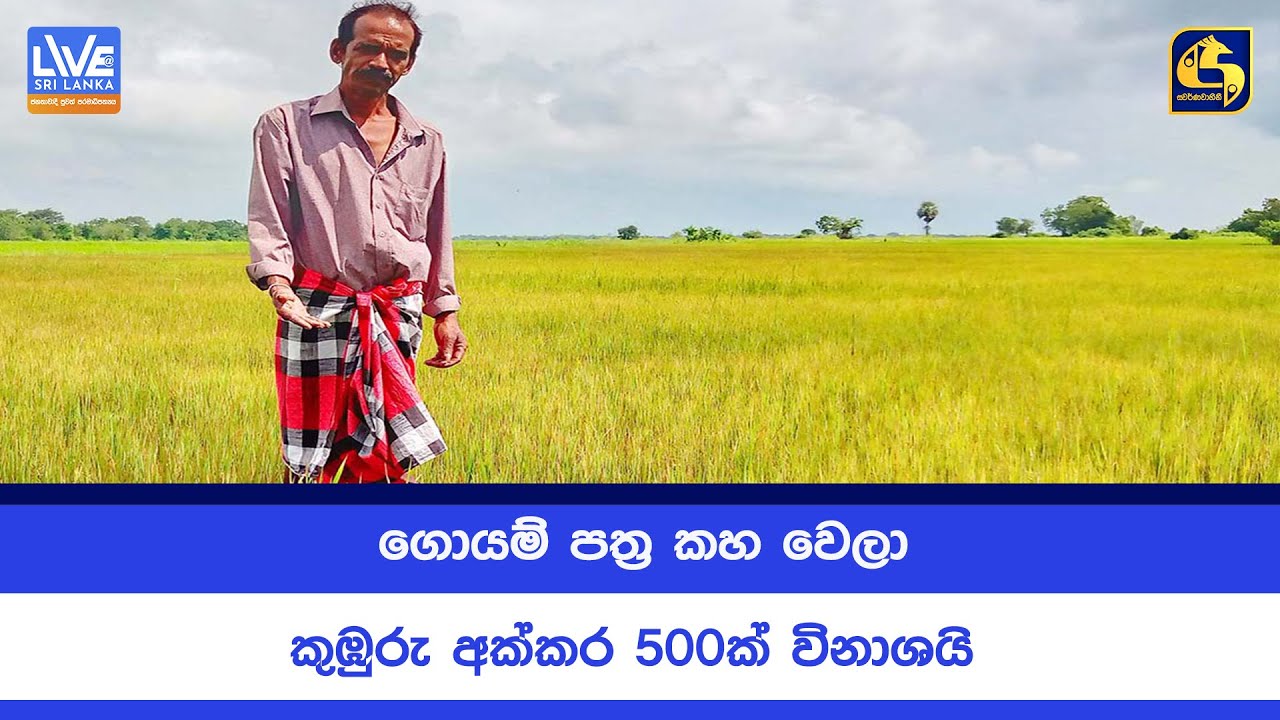 ගොයම් පත්‍ර කහ වෙලා - කුඹුරු අක්කර 500ක් විනාශයි