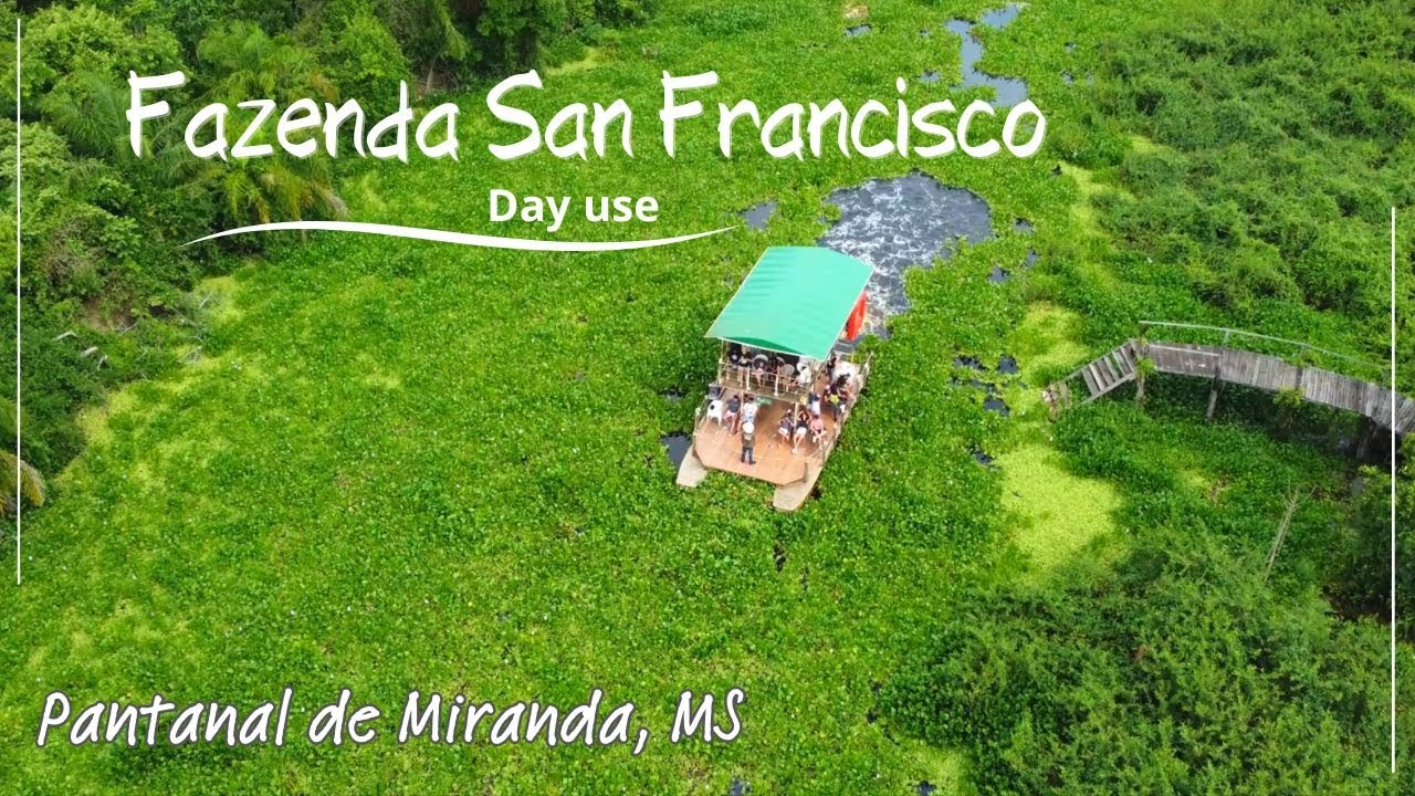 Fazenda San Francisco, um day use no Pantanal de Miranda MS. Passeio de chalana e safári fotográfico