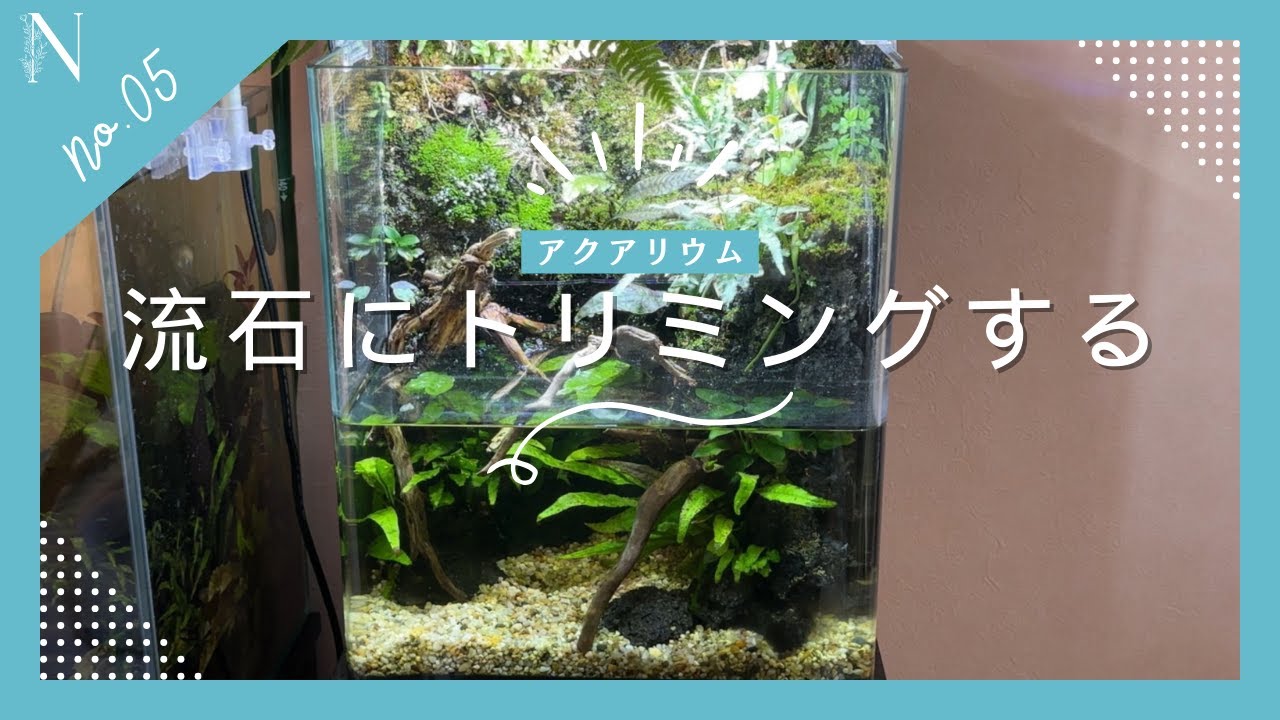 【#5】流石にトリミングしないとやばいアクアテラリウム