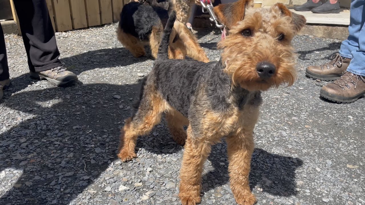 Welsh Terrier Walk, Dolgellau (July 22)