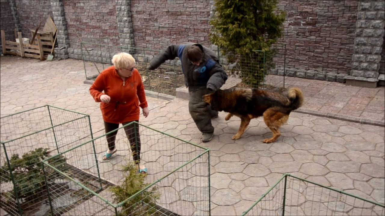Тибетские мастифы 