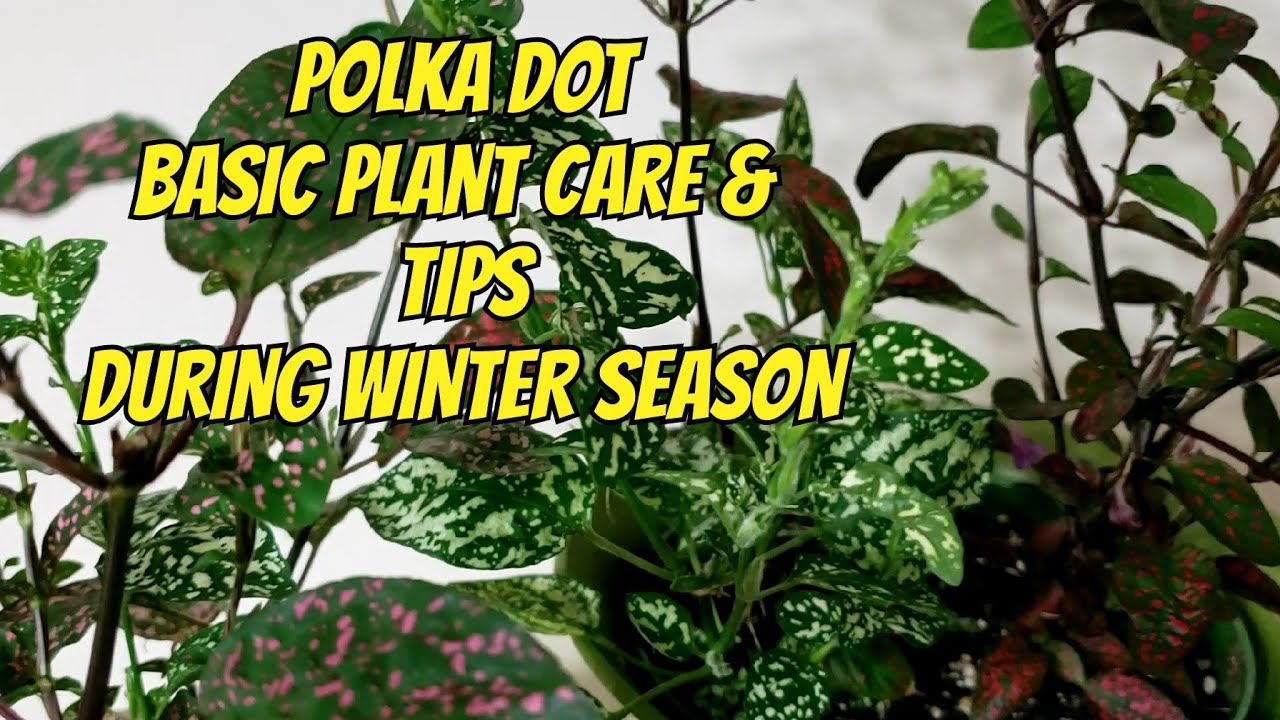 Polka dot Basic Plant Care and tips to keep them alive on winter time/ Hypoestes Pyllostachya