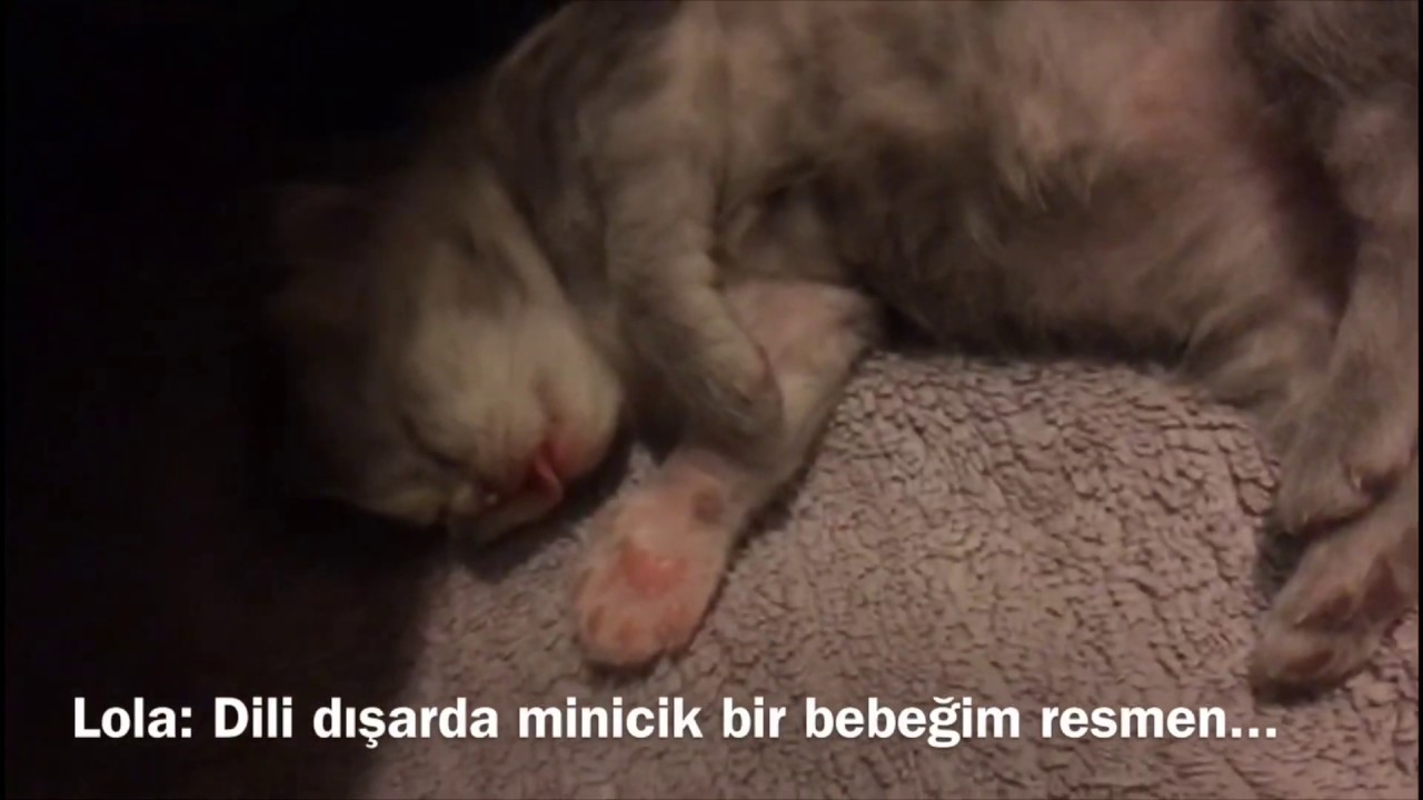 Bebek kedi sevenler, işte Lola’nin ilk 2 ayı 😻