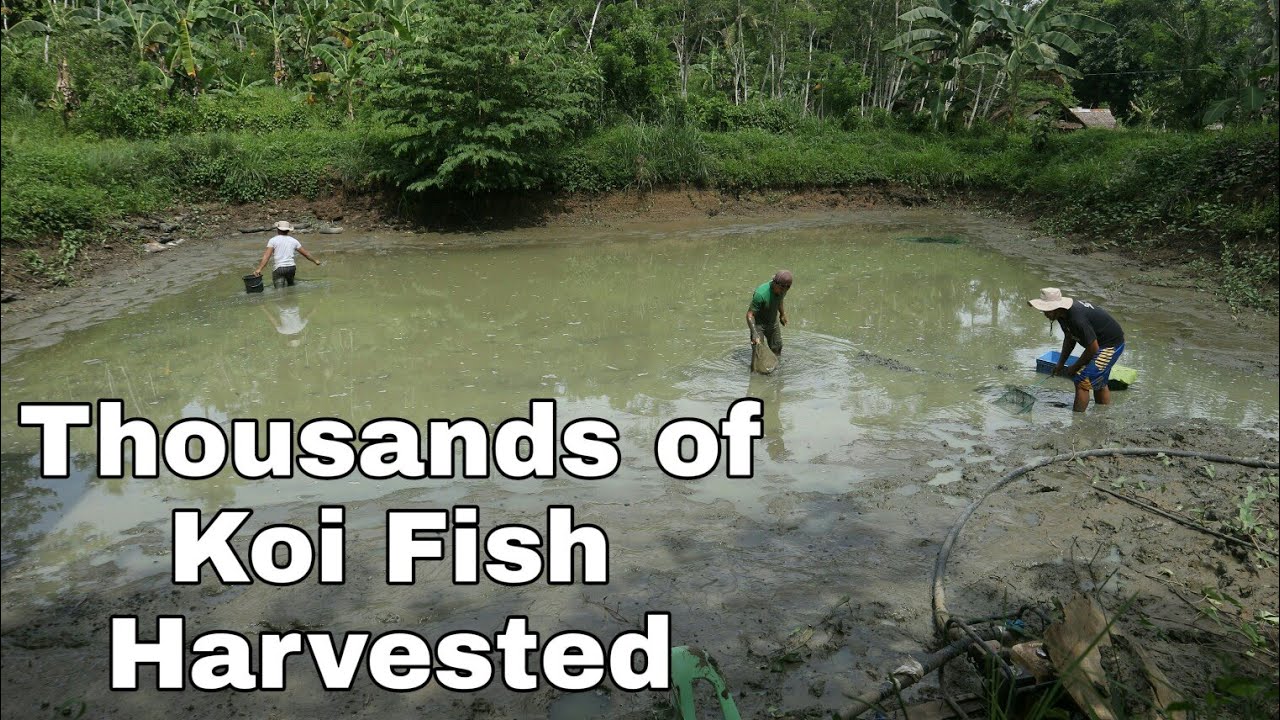 Harvesting a thousands of koi Fish | Fish Pond