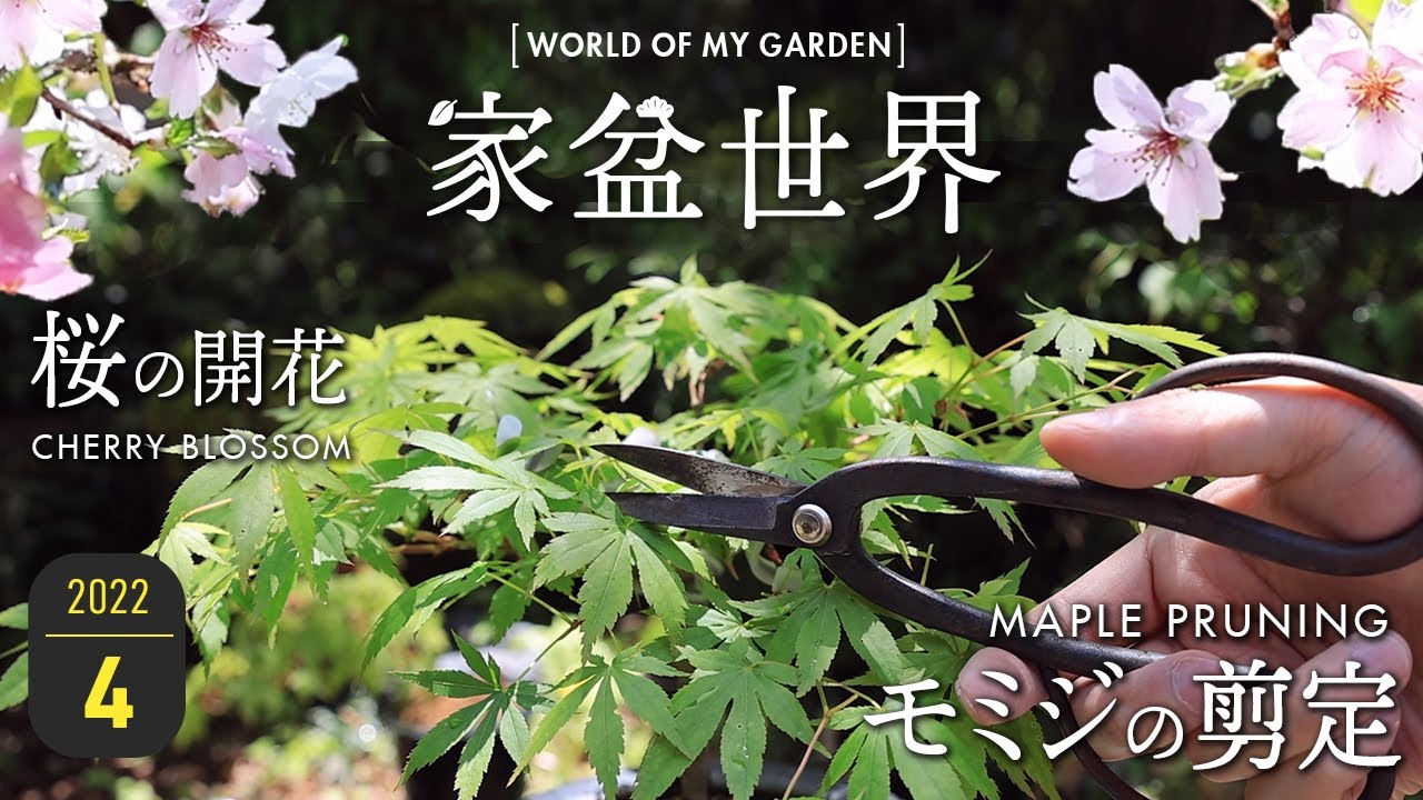 【家盆世界 4月号】 モミジ剪定 桜の開花 黒松のその後 【Bonsai diary 盆栽日記 4/30】春 松 桜 真柏 もみじ Maple Pine Cherry blossoms EOS R5
