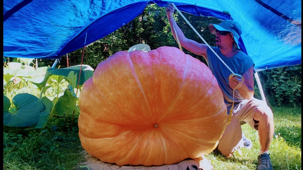 Giant Pumpkin Growing In My Yard! Let's Measure It and Some Other Stuff! Sunflowers, Corn, Tomatoes