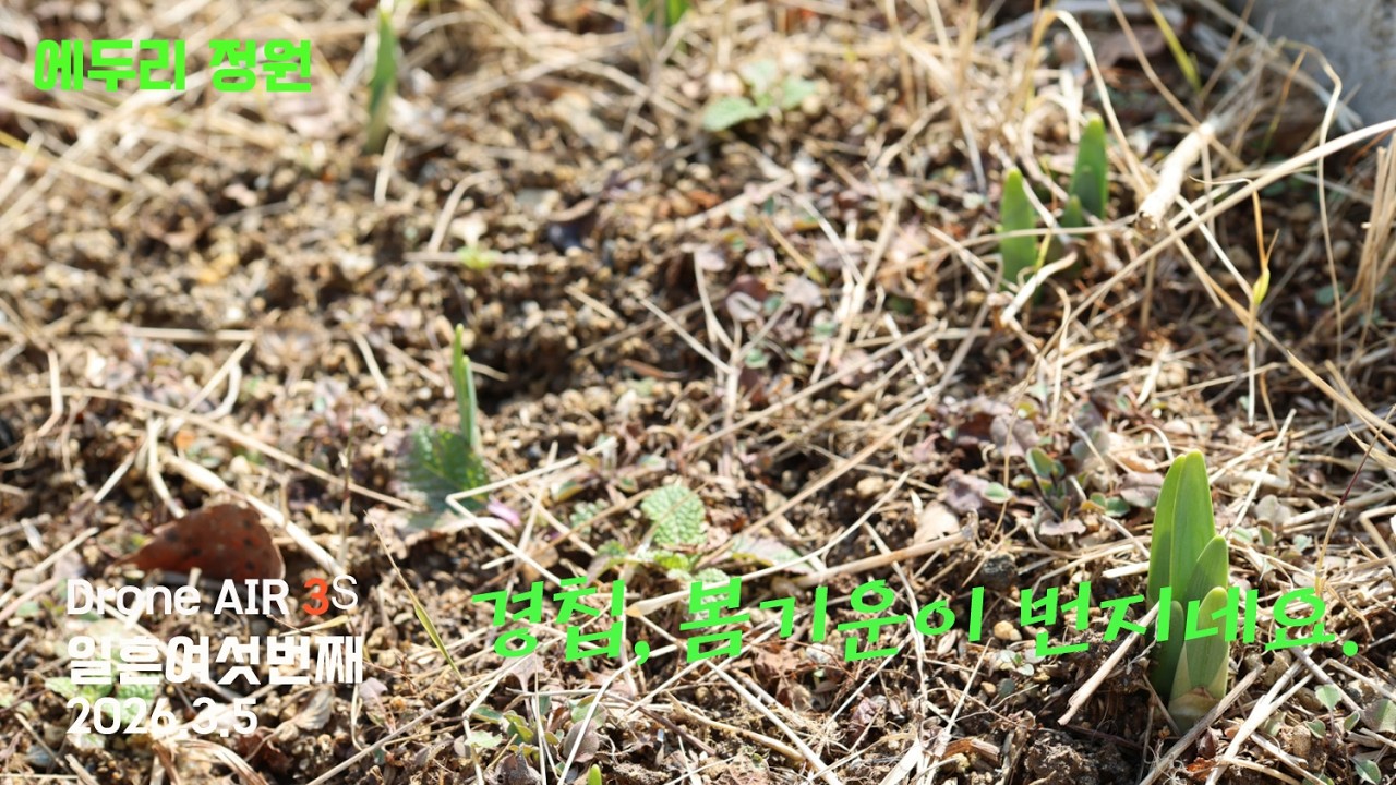 경칩, 봄기운이 번지네요.(드론 웨이포인트 76th) #에두리정원 #새싹