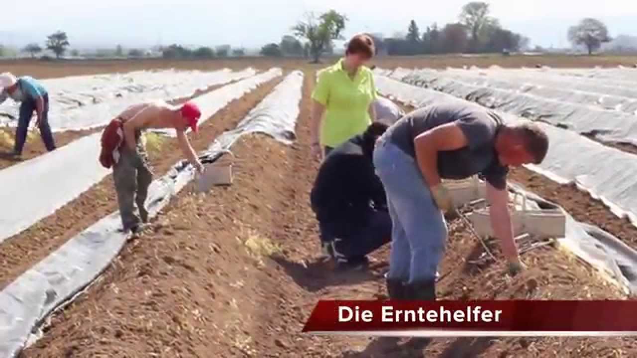 Der Spargel - Vom Feld bis auf den Teller (Update !!!)