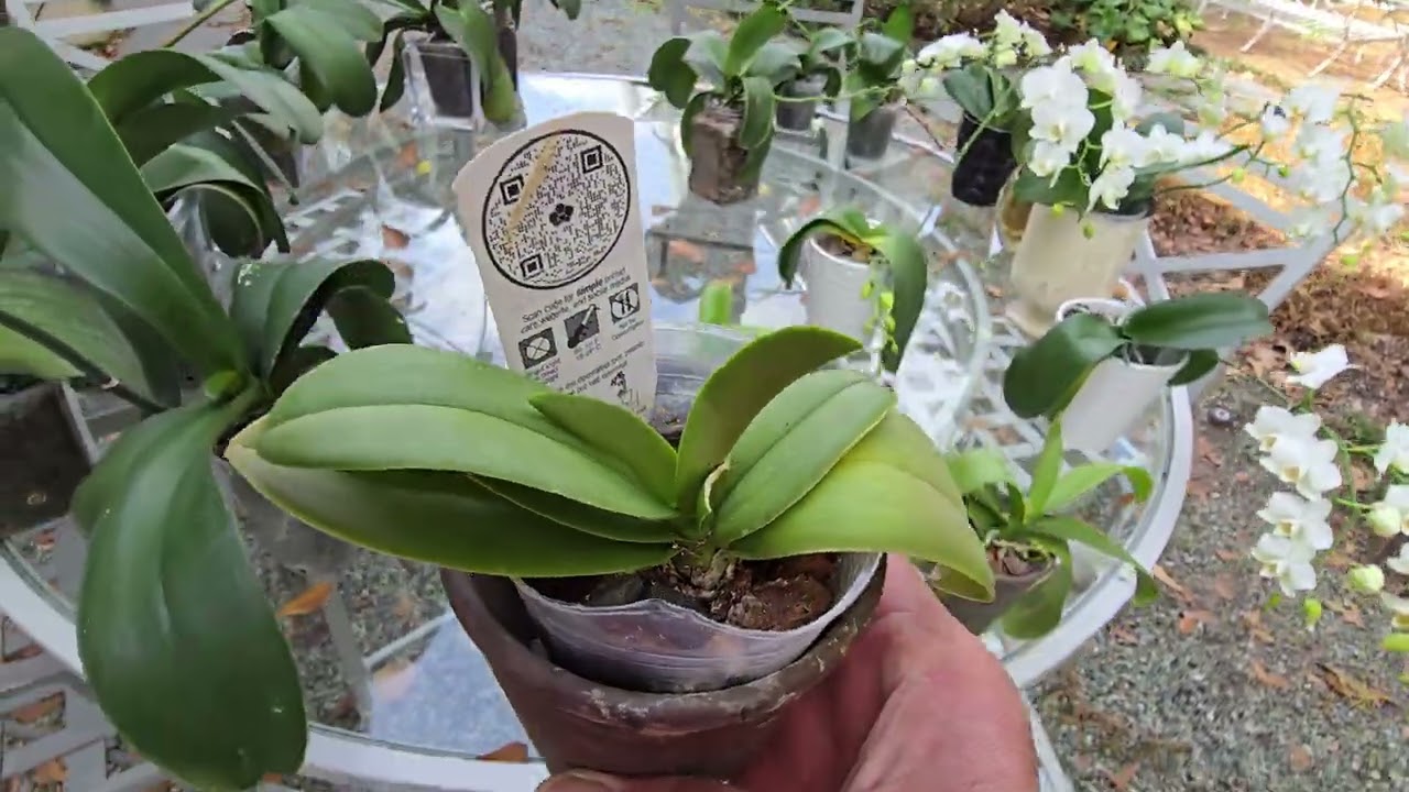 Actualizacion de orquideas.!!!!