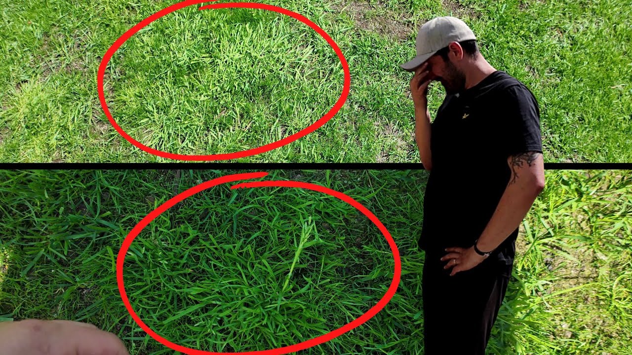 Dealing with Quackgrass and Poa & Renovation results!