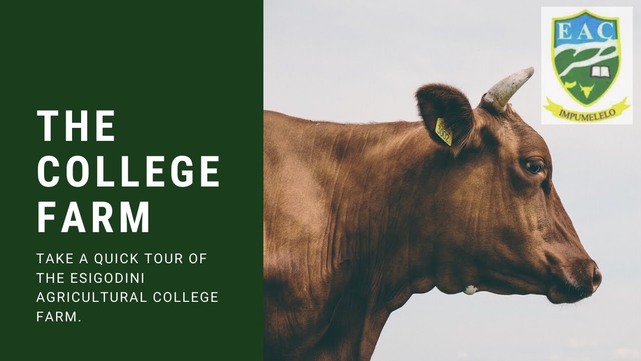 The College Farm: Esigodini Agricultural College