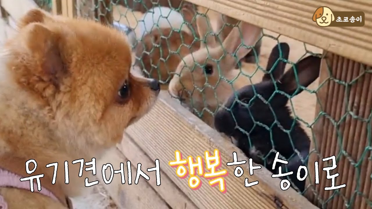 유기견 송이가 가족을 만나 행복해지기까지의 모든 변화 #2 (개인기, 습관, 경험)