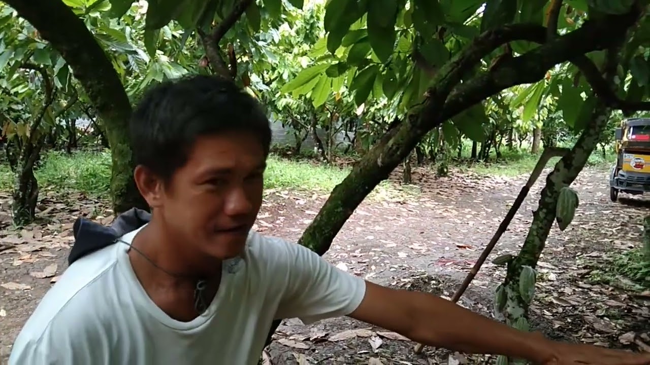 Cacao production pruning for old/10 years above tree from 15feet into 10feet tall