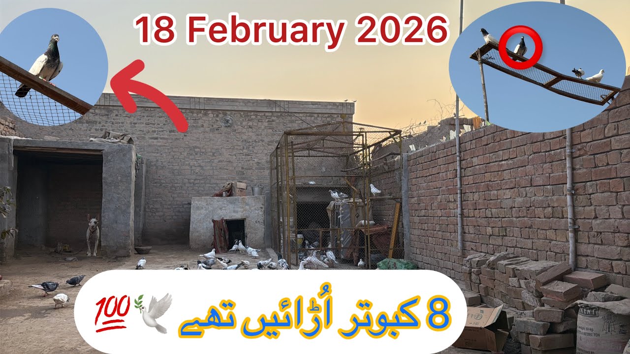 8 Kabooter Aaj Urain Thy 18 February 2026 | KHAKHI PIGEONS