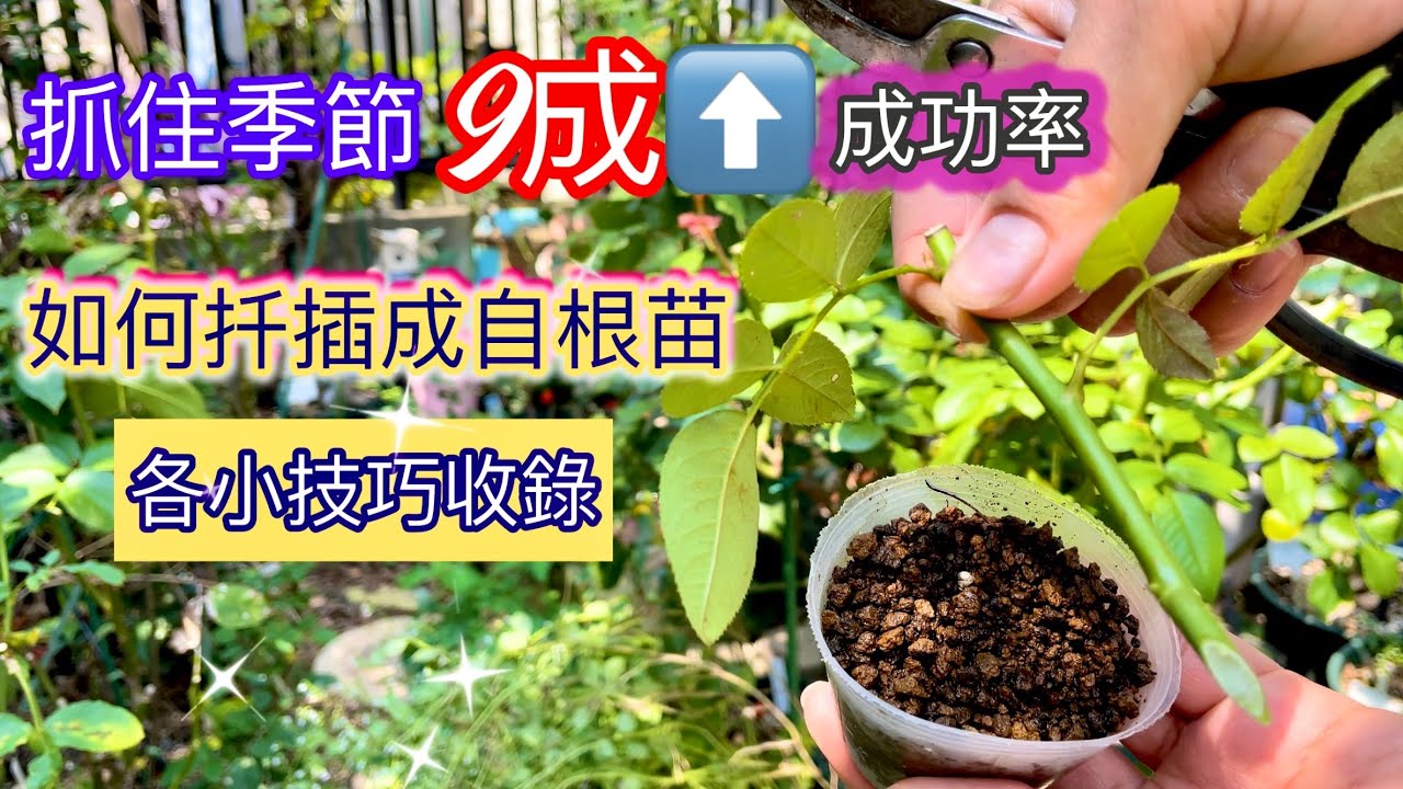 【玫瑰繁殖】抓住季節讓一株苗變一片園！玫瑰扦插的簡易做法與高成功率手把手教你如何做#Erin玫瑰花園