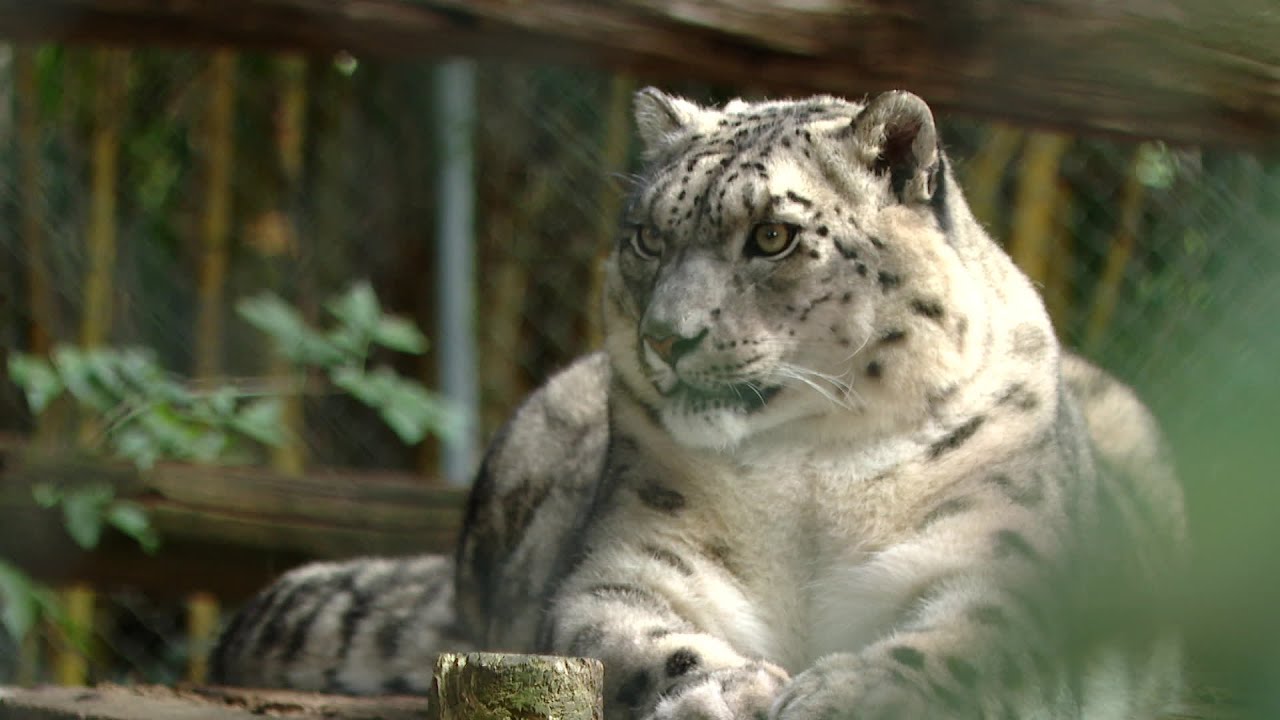Asson : une école de soigneurs animaliers dans un zoo, une 1ère en France.