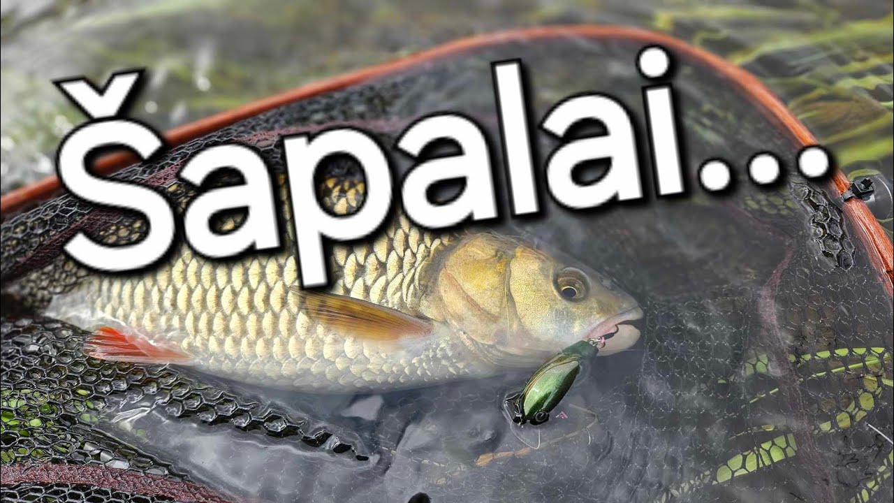 Šapalai...