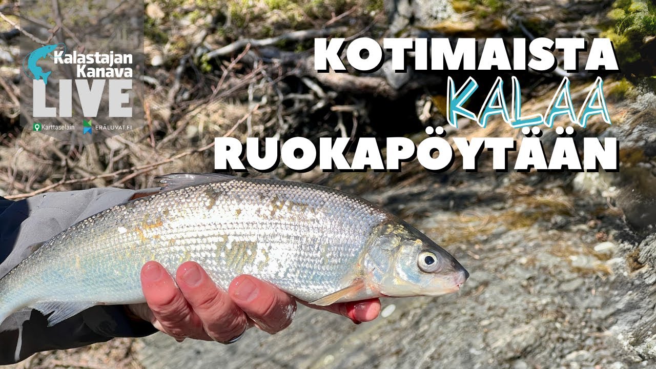 Kotimaista kalaa ruokapöytään | Kokataan pannusiikaa | Kalastajan Kanavan LIVE