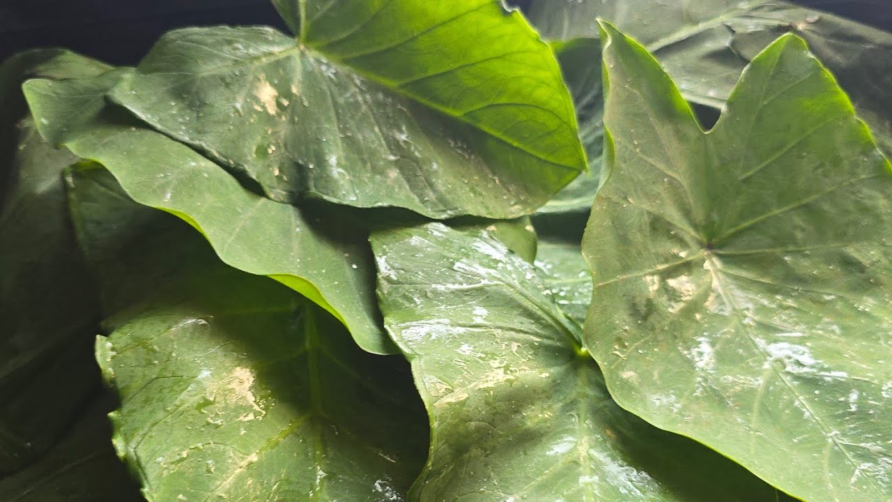 अरबी के पत्ते का पकौड़ा.. स्नैक्स एक बार जरूर बना कर खाएं purnimasharan@6981