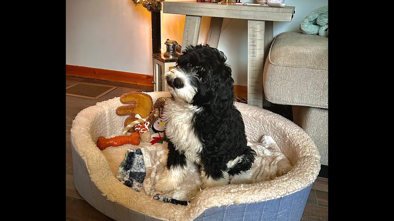 A PORTIE PUPPY PRODUCTION