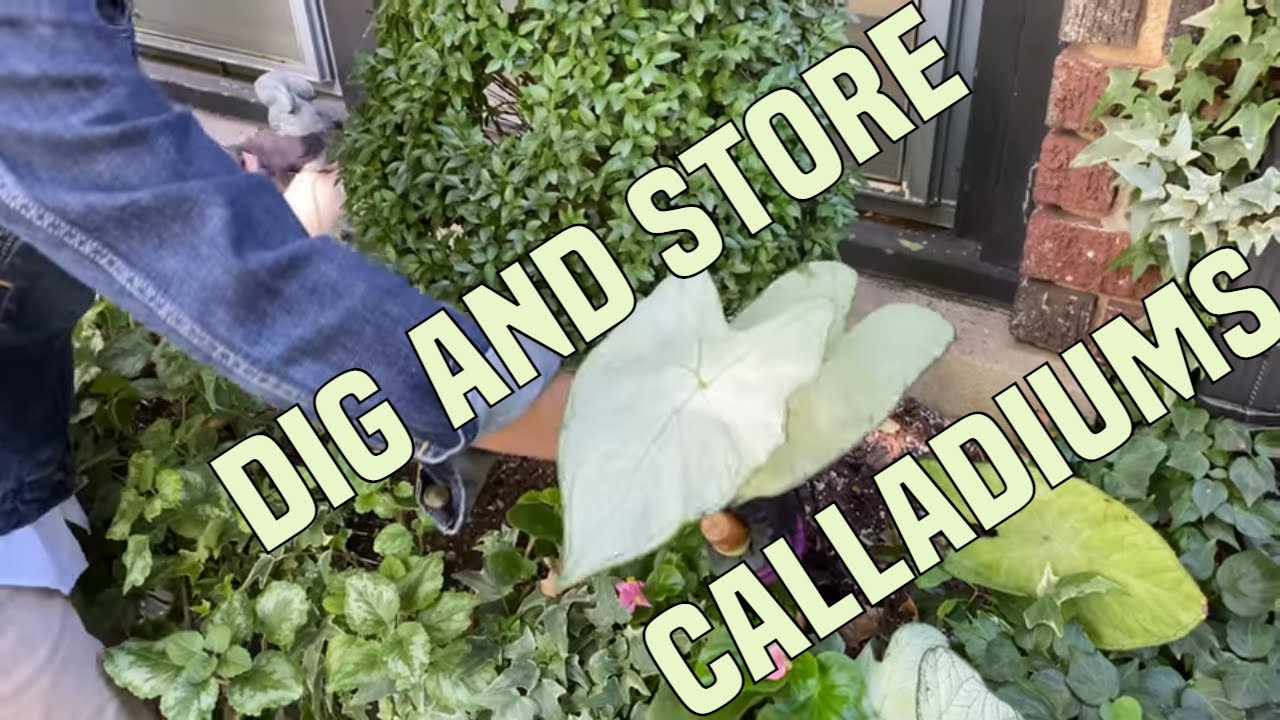 How I Dig and Store Caladiums