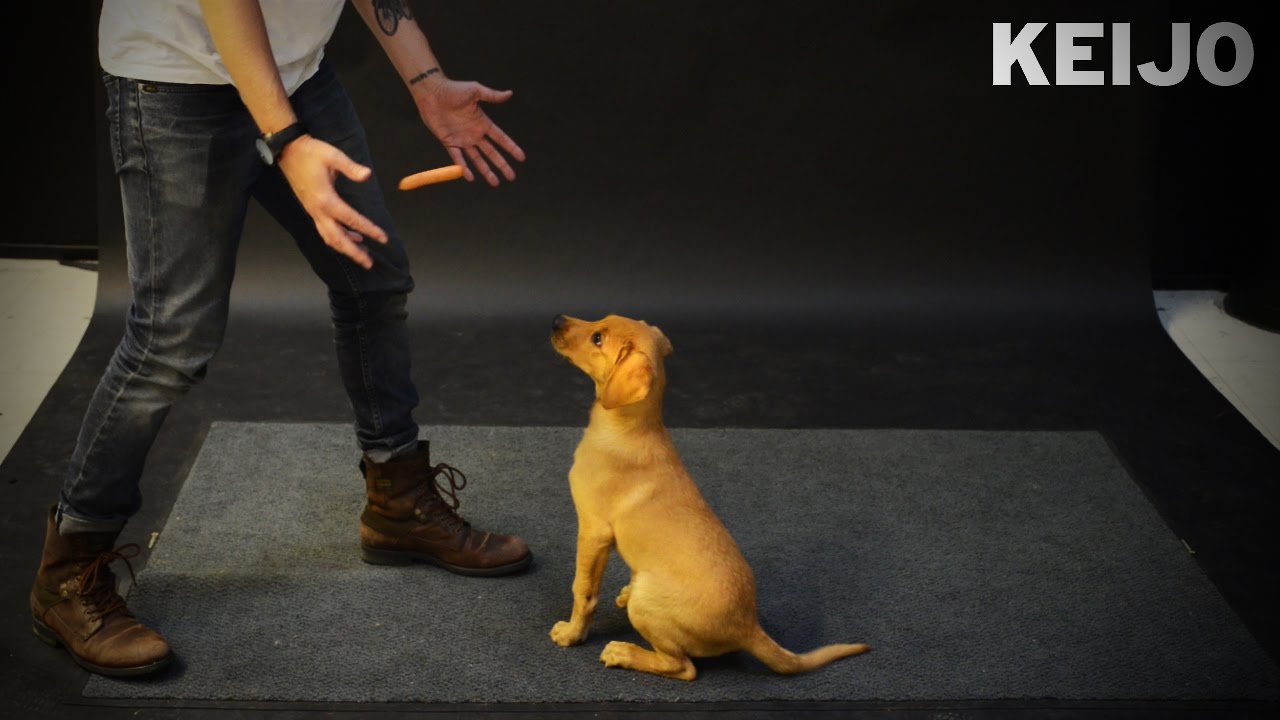 How Dogs React to Levitating Wiener