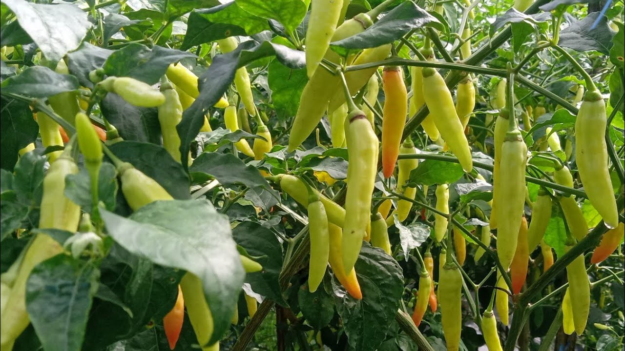 CARA PERAWATAN CABE #cara #cabe