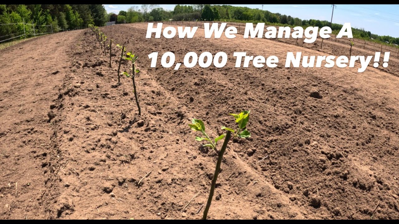 How We Manage A 10,000 Tree Nursery
