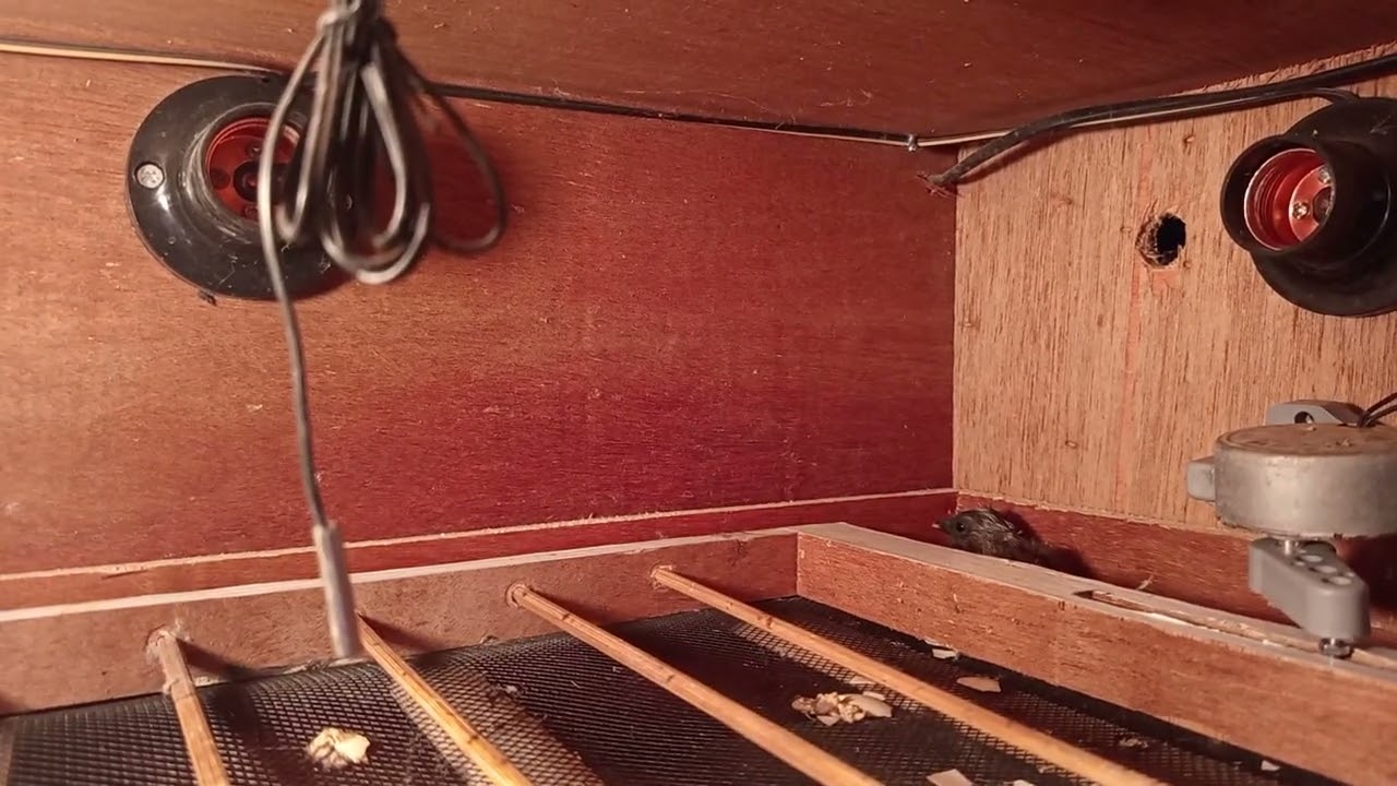 Telah Menetas Anakan Ayam Persilangan Dari Ayam Silkie Jantan dan Ayam Kampung Betina...