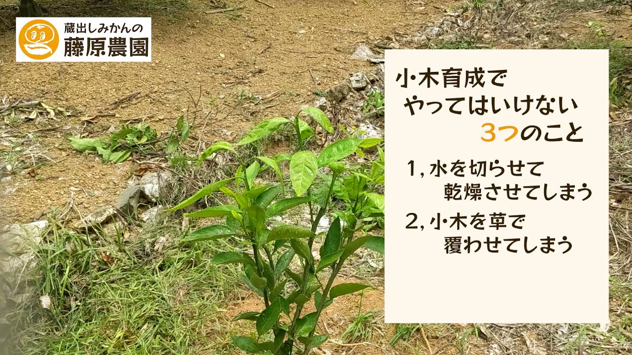 みかんの苗木の育て方。害虫防除、葉面散布のご紹介～小木成長記録定植１年目6月上旬編～