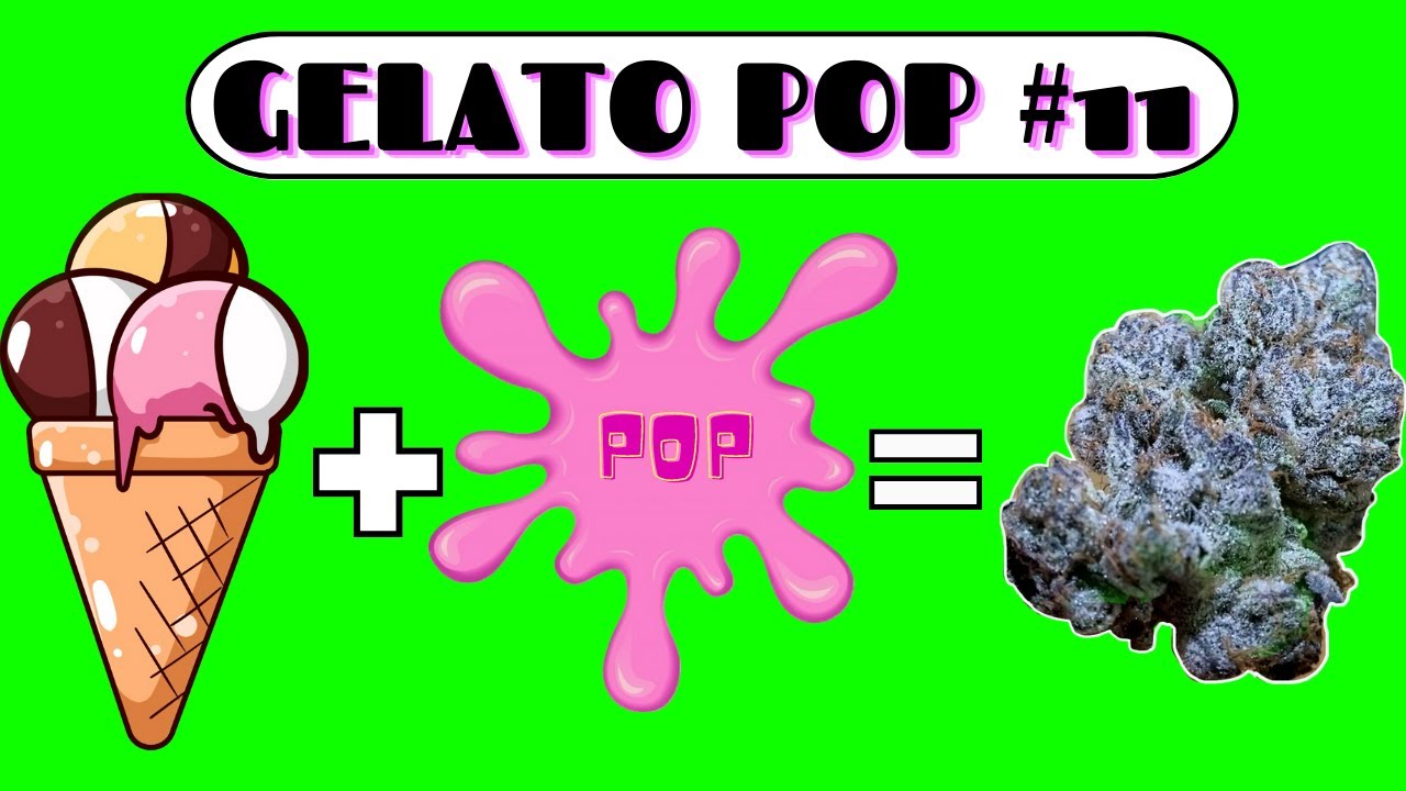 Gelato Pop #11 Review Hybrid-Indica Dominant
