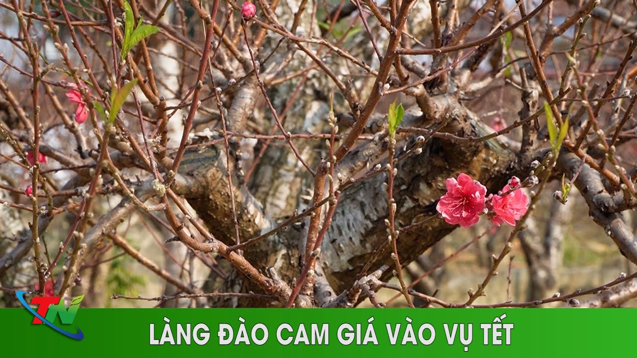 Làng đào Cam Giá vào vụ Tết