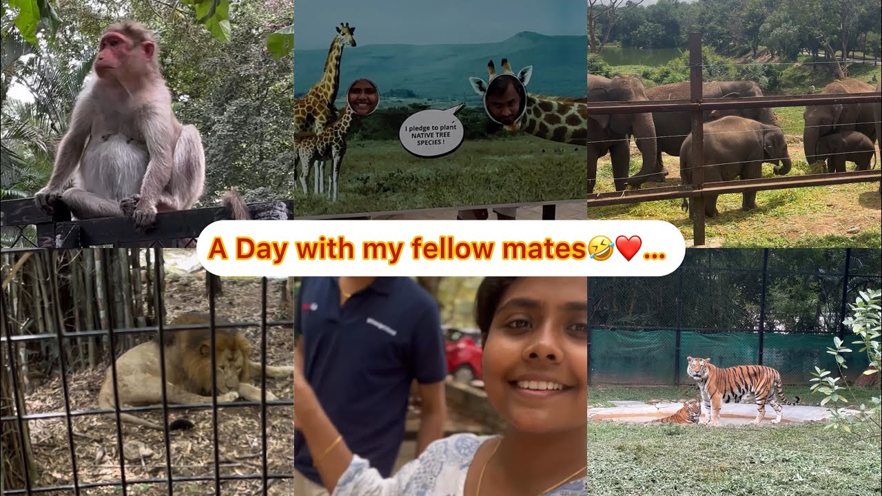 Bannerghatta Zoo|konjama video eduthen|Family Day out|Ticket Infos last clip|Fromoraekudumbam