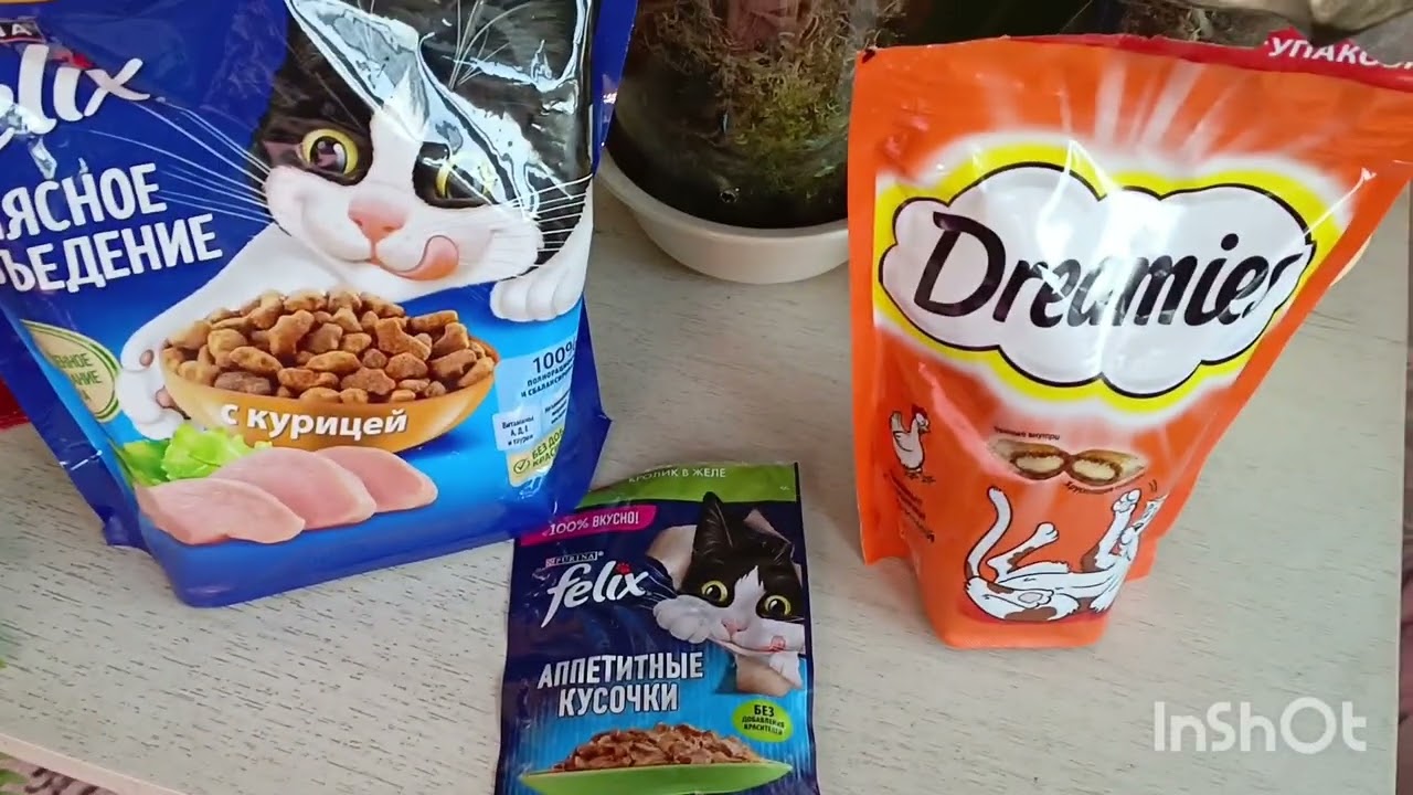 А говорят британцы не игривые 🐱! Мои орхидеи и глоксинии #смешныекотики #глоксиния #британец
