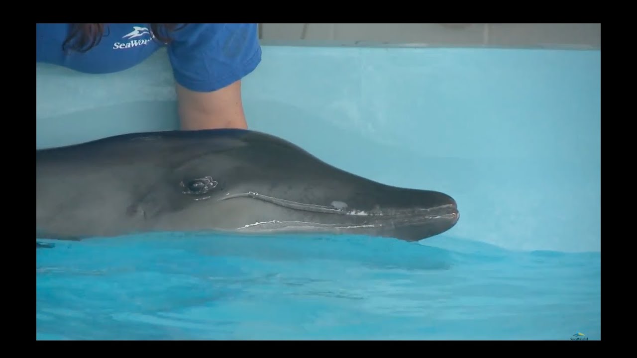 Rescued Rough-Toothed Dolphin Gets A Second Chance At Life
