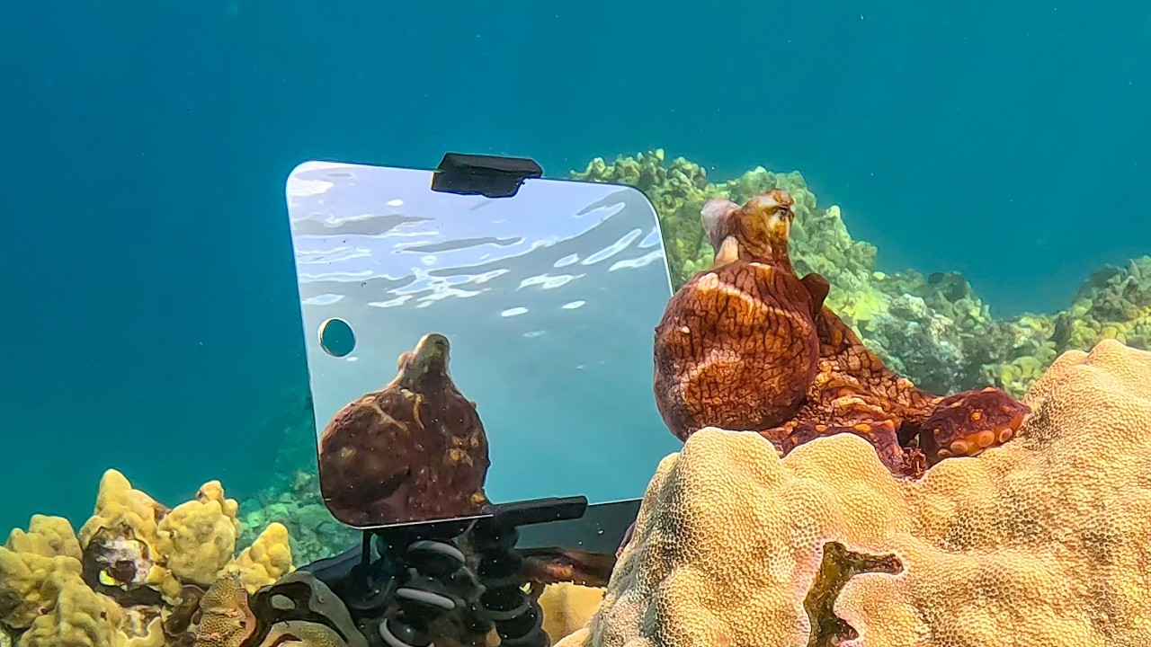 First Footage: Wild Octopus Recognizes Itself in Mirror?