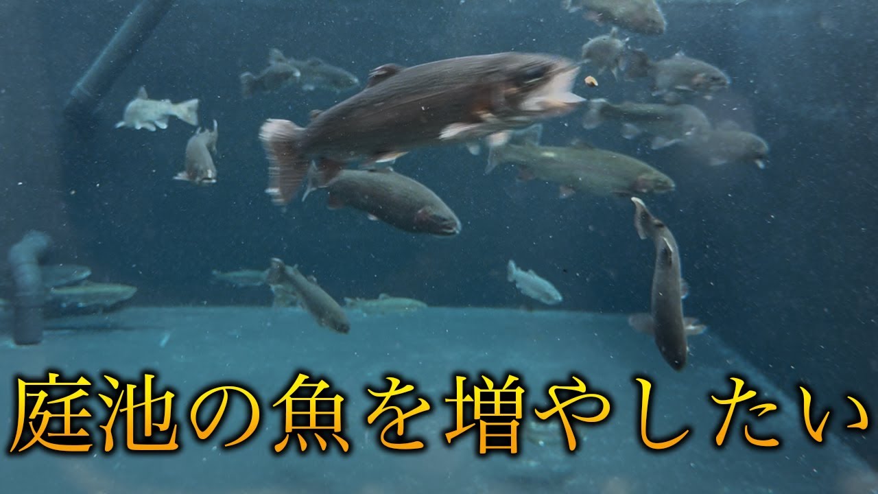 【庭池の魚を増やす】足柄キャスティングエリアのオープン日でニジマスを釣りまくれ！