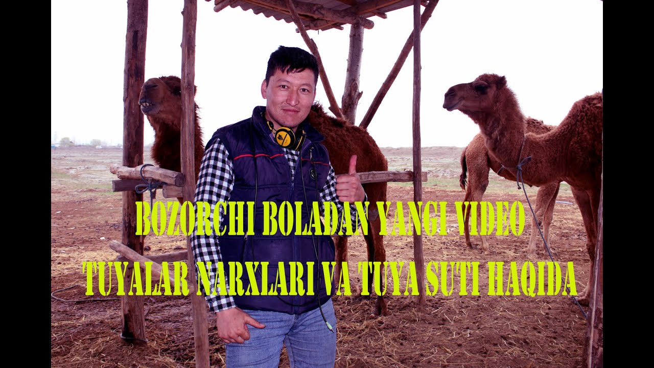 QOZOQI VA AROBIY TUYALAR HAQIDA QIZIQARLI MA`LUMOTLAR TUYA SUTI HAQIDA FOYDALI MASLAHAT NARHLARI