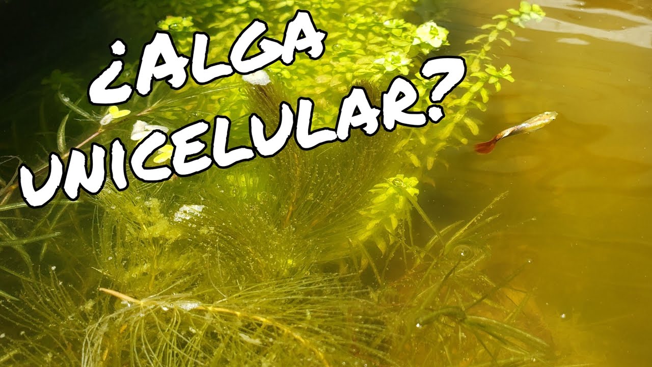 Acuario plantado al sol || Proyecto Diana Walstad. Pt.3