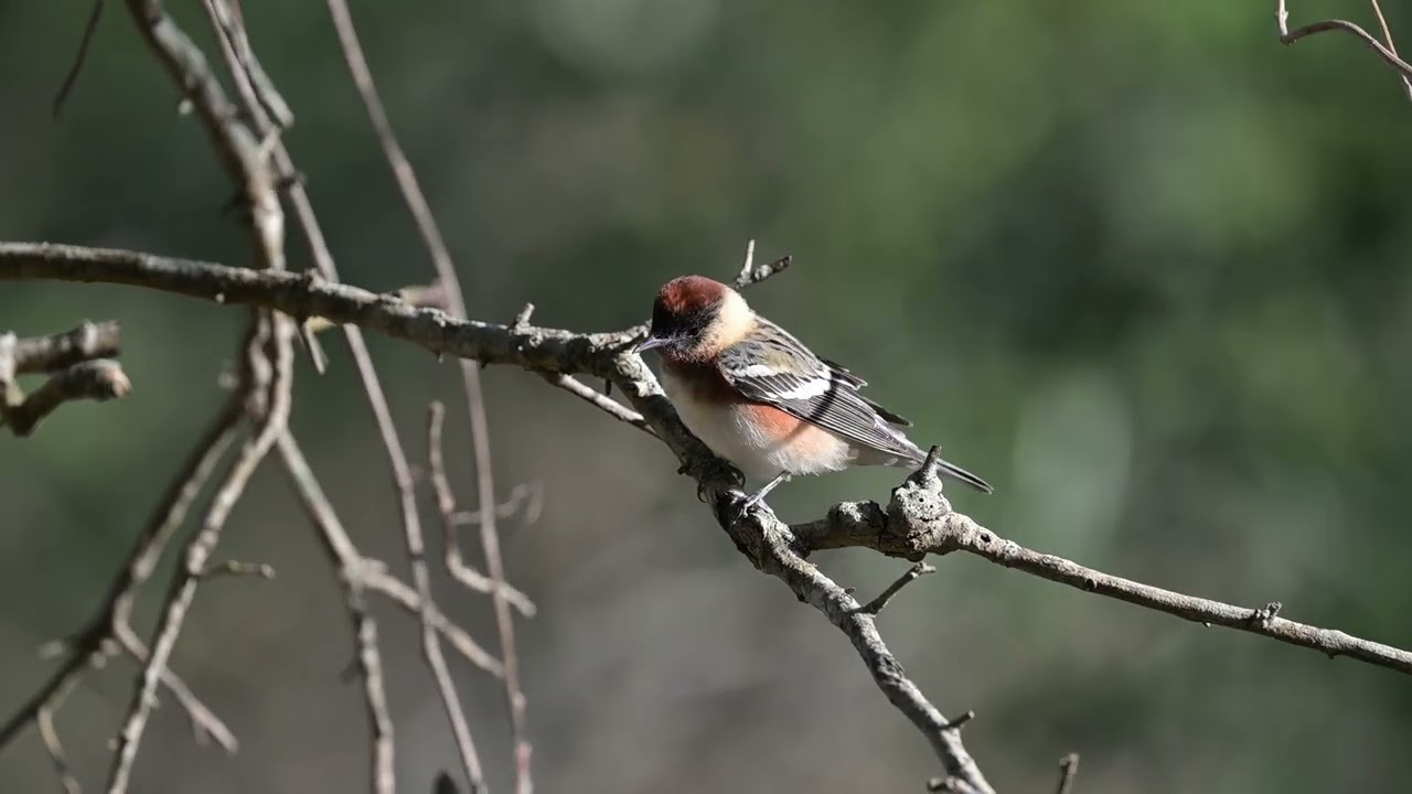 2025 Wildlifeinfocus.org Video Contest Winner, 3rd Place