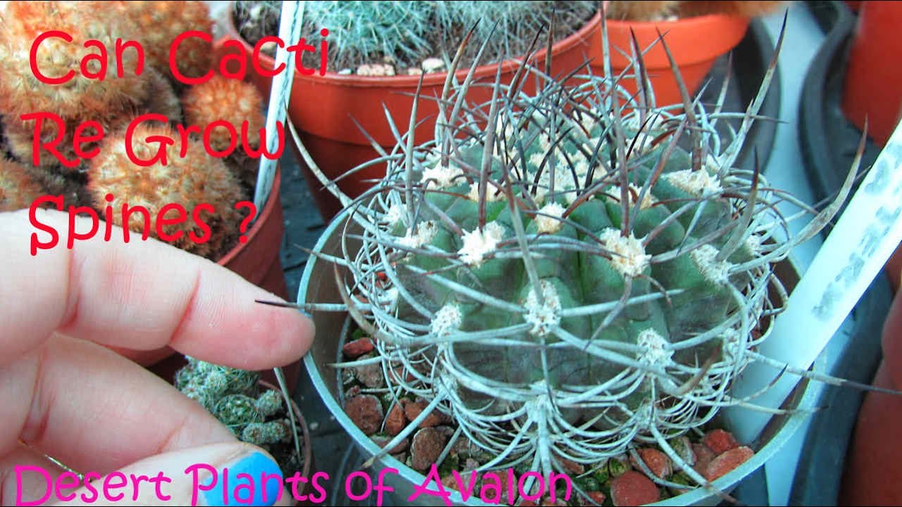 Can Cactus Regrow Spines ? #cactus #cacti #succulents #cactiandsucculents