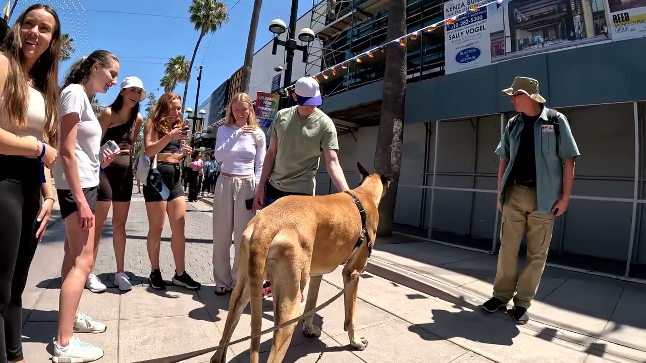 Cash 2.0 Great Dane at the 3rd Street Promenade during a Pride event (1 of 3)