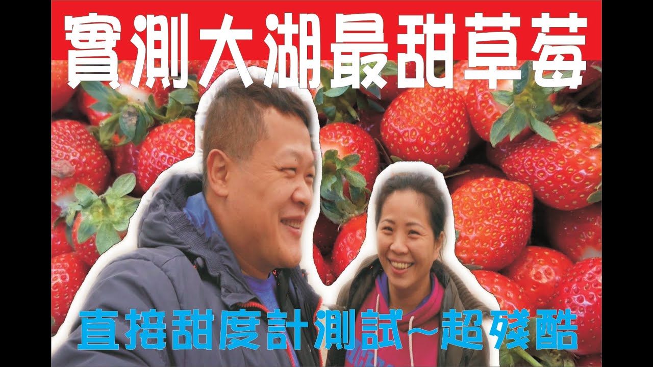 【小施夫妻】［實測 苗栗 大湖 最甜草莓］🍓,直接甜度計測試~殘酷,直接測大湖草莓園哪間最甜?[草莓甜度哪間最甜?]#苗栗大湖#採草莓#親子#草莓園#高架草莓#苗栗#大湖 #推薦 給各位 #美食