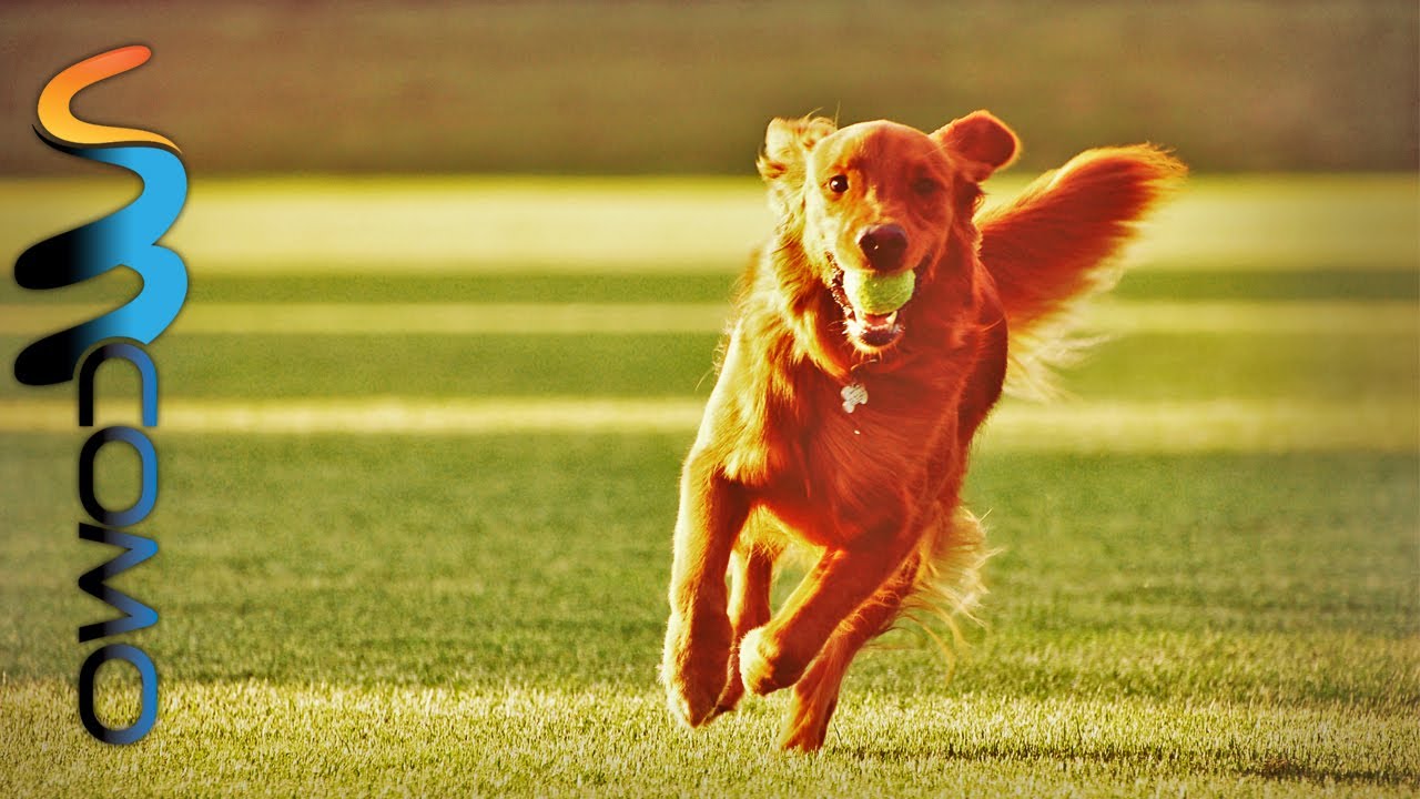 Cachorros brincando
