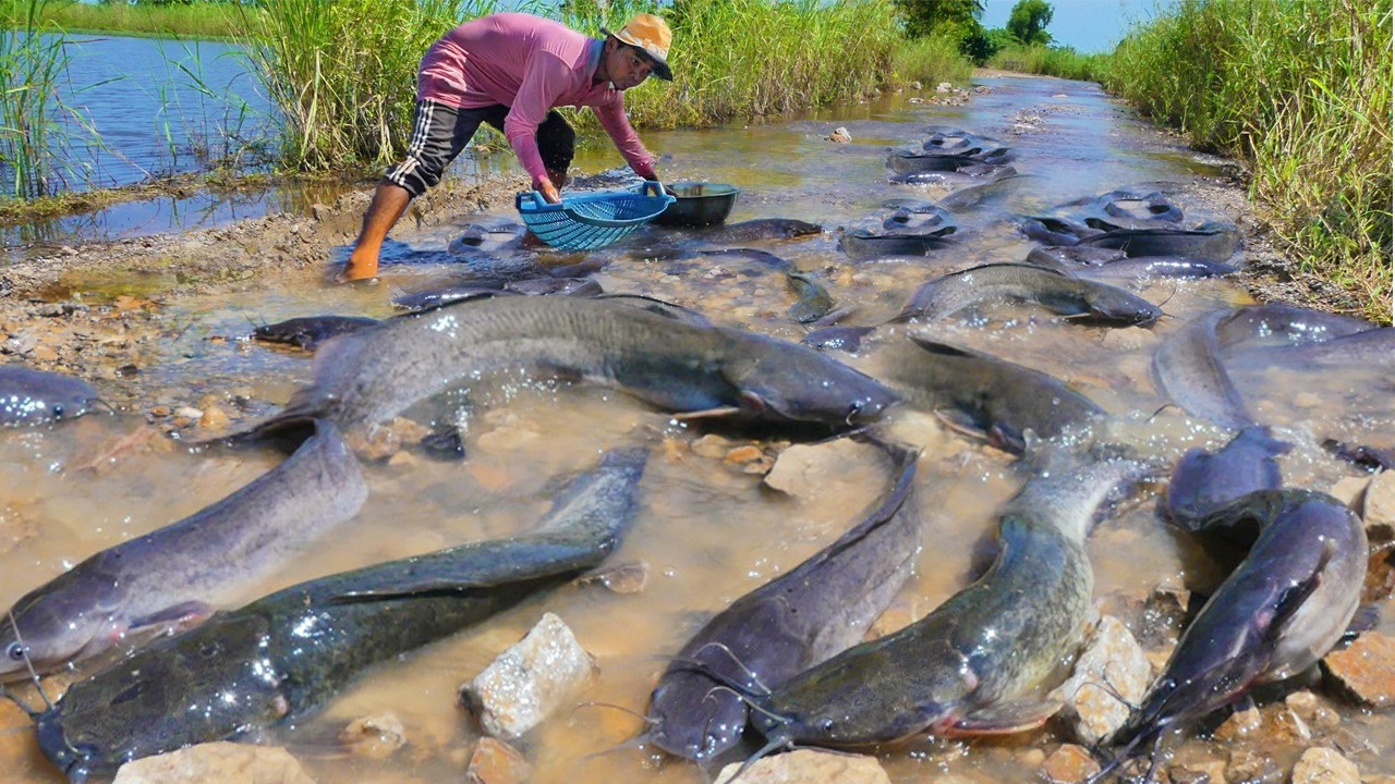 Thousands of Giant Catfish Hiding in This Mud Pond | Hand-Catch Fishing