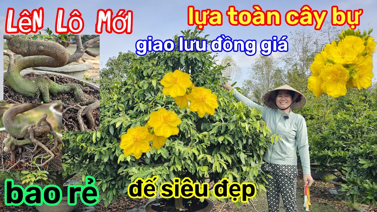 🌲21/1☎️vườn mai ÚT Phương☎️giảo thủ đức rin 🌲tàn bự chà bá🌲lên lô siêu đế🌲giao lưu đồng giá 