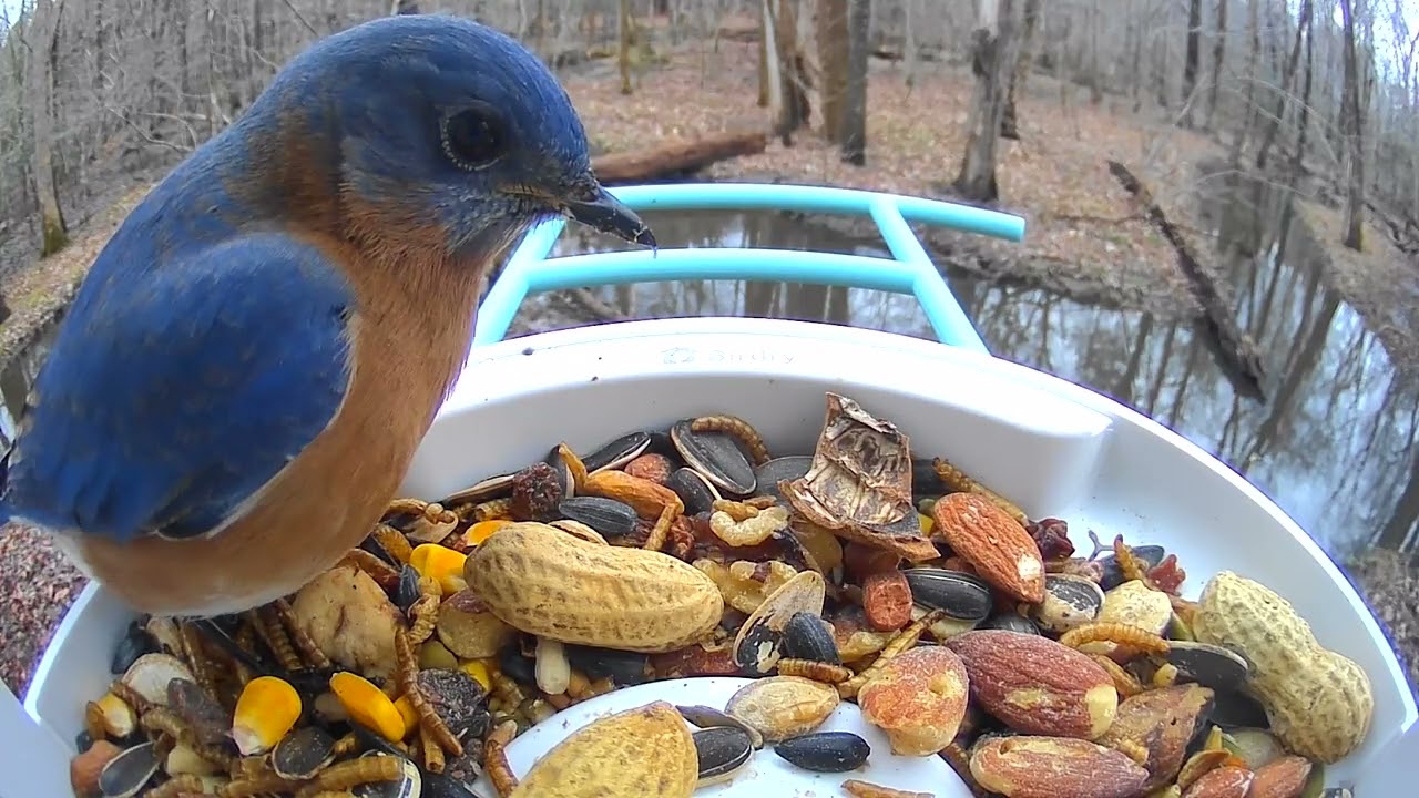 New Feeder Success — Watch Who Showed Up First! 🐦💙🐦